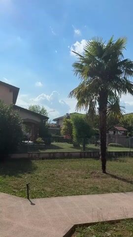 A vertical, slightly shaky video shows a palm tree in a yard with a paved walkway in the foreground. The sky is blue with scattered clouds. A fence encloses the yard, and beyond it are houses and other trees. A car is parked to the right of the frame. The sun is shining, casting shadows. The timecode in the bottom left corner indicates the video is about 3 seconds long.