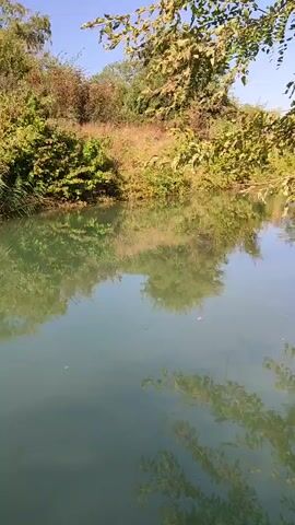 The video shows a body of water with reflections of trees and vegetation. The water is calm and the reflections are clear. The surrounding area appears to be a natural environment with lush greenery and sunlight.