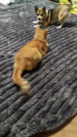 A small dog with tan and white fur is playing with an orange cat on a grey, textured blanket. The dog is actively moving around the cat, which is mostly stationary but facing the dog. The dog briefly lunges towards the cat, which seems unfazed. The background is slightly blurred, showing what appears to be a bed or couch with some colorful items on it. The lighting suggests an indoor setting.