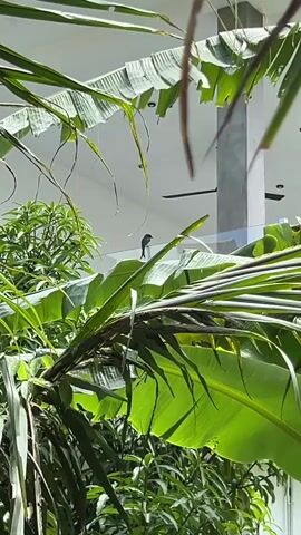 A small bird with dark plumage perches on a banana leaf in the foreground. The bird is facing to the left. In the background, there is a modern building with large windows and a pillar. The scene is illuminated by bright sunlight, creating strong shadows and highlights on the lush green foliage.