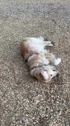 A golden retriever dog rolls around on a bed of wood chips. The dog is lying on its back with its legs in the air. It is shaking its head and body, possibly trying to get comfortable or scratch an itch. The dog is wearing a black collar. The scene is outdoors, and the lighting suggests it is daytime.