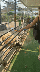 Woman feeds carrots to zoo animals in Đà Nẵng