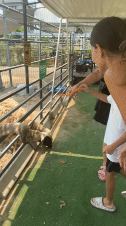 Woman feeds carrots to zoo animals in Đà Nẵng