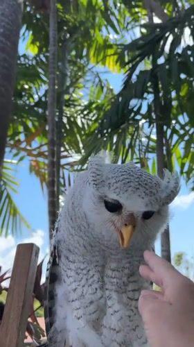 Owls on a perch in Bali, including a white fledgling