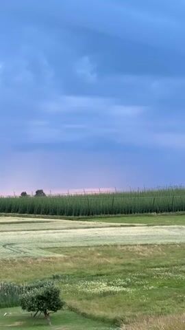 A wide shot captures a vast agricultural landscape under a dramatic sky. In the foreground, a small, solitary tree with sparse foliage stands on a patch of mowed grass. Beyond it, a field of light green grass dotted with white wildflowers stretches towards a broader field of pale green crops, possibly wheat, with visible rows. Further in the background, a towering hedge of dense, dark green foliage, likely hops, stretches horizontally across the frame, supported by tall wooden poles and wires. The sky above is a striking gradient, shifting from a deep, bruised purple at the top to a soft pinkish hue near the horizon, suggesting either twilight or an approaching storm. The overall impression is one of serene, expansive rural beauty, touched by an atmospheric and potentially turbulent sky.