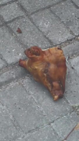The video shows a close-up view of a piece of pig snout lying on a grey brick-paved surface. The snout is brown and appears cooked or cured, with some visible fat and skin. A few small brown leaves and twigs are scattered around the snout. The lighting suggests it is daytime.