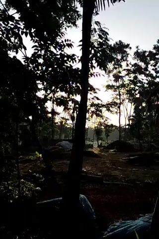The camera moves through trees, revealing a glimpse of a clearing. Light shines through the foliage.