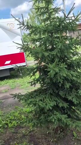The video shows a small, green spruce tree in the foreground. Behind the tree, to the left, is the side of a white truck with a red stripe. Further in the background are several buildings, including a light-colored house with a gray roof and a smaller brick structure. The sky is blue with scattered white clouds. The ground is covered in grass and dirt. Two black tires are visible on the grass to the right of the truck. A pile of wood and some bags are also visible to the right of the frame. The video is filmed outdoors during the daytime.