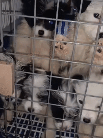 Fluffy black-and-white puppies playing in Nairobi