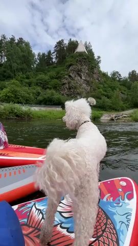 The video opens with a close-up of a fluffy white dog standing on a paddleboard, facing away from the camera. The dog is positioned at the front of a red and white paddleboard with a colorful design featuring dragons. In the background, a lush green hill rises, topped with trees and a white pyramid-shaped structure. A body of water, likely a river, is visible in front of the hill.

The camera then pans to the left, revealing two other paddleboards in the water. On one, a woman is sitting with her legs crossed, wearing a patterned dress and a headscarf. She is looking towards the camera and smiling. On another paddleboard, a woman in a white dress is sitting and looking at her phone. A third paddleboard is partially visible, with a person's legs, wearing black shorts and a green t-shirt, and a shoe with a black and yellow strap, resting on it. This person is holding a paddle. Another paddleboard is visible to the right with a woman in a yellow plaid shirt and green hat. A man with a beard, sunglasses, and a green t-shirt is sitting on a paddleboard to the left, holding a paddle. A woman is sitting on a paddleboard behind him, holding a phone to take a picture. The river flows gently, and the sky is cloudy. The scene appears to be a group of people enjoying a day on the water with their dogs.