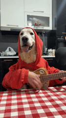 Golden Retriever in Hoodie Filmed Playing Ukulele in Tbilisi