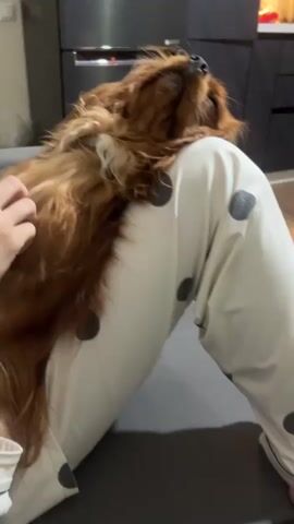 A medium shot captures a brown dog with long, wavy fur resting on a person's lap. The dog's eyes are closed, and its head is tilted back, appearing to be asleep or relaxed. The person's hands are gently petting the dog's fur. The person is wearing white pants with black polka dots. The background shows a portion of a kitchen appliance, possibly a refrigerator, and a wall with a light switch. The scene suggests a comfortable and intimate moment between a pet and its owner.