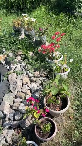 A short, angled video pans across a sunny outdoor garden. The garden is filled with various potted plants, some with blooming flowers. In the foreground, there are several potted plants, including some with pink and red flowers. To the left of the potted plants, there is a pile of rocks and gravel. Behind the potted plants, there is a section of overgrown grass and foliage. Further back, a light-colored fence runs horizontally across the frame, with green bushes and a small pine tree in front of it. In the background, hints of houses and a green roof are visible. The sun is shining, casting shadows and illuminating the scene.