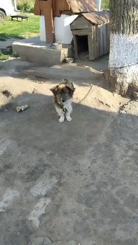 The video shows a medium-sized dog on a chain in an outdoor yard. The dog is brown and white and appears to be looking at the camera. In the background, there is a wooden doghouse and a tree with white paint on its trunk. The ground is dirt and there are some scattered objects. The lighting suggests it is daytime.