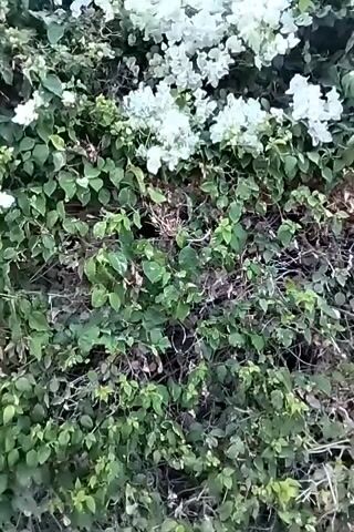 The video shows a close-up shot of a dense bush with numerous white flowers and green leaves. The bush appears to be outdoors, possibly in a garden or along a wall, as evidenced by the presence of other greenery and a glimpse of a cloudy sky at the end of the clip. The camera is positioned to focus on the texture and details of the foliage and blossoms.