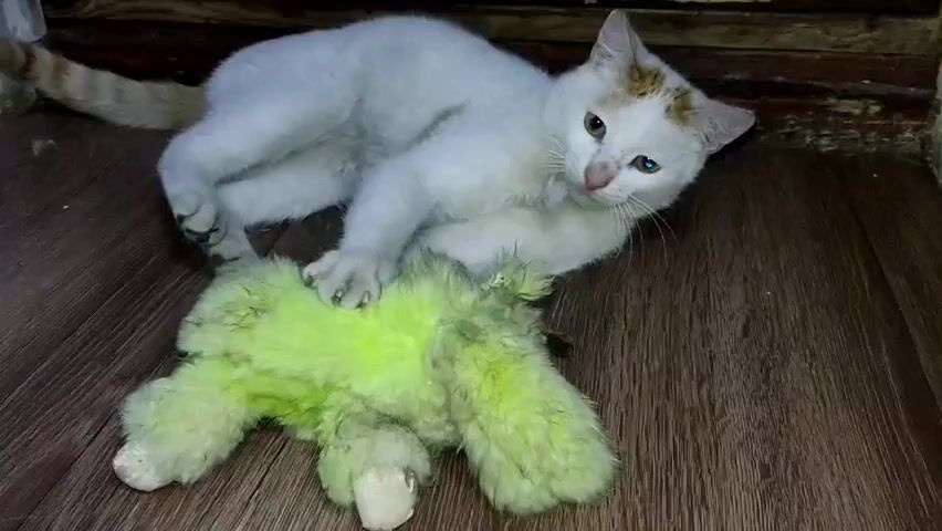 A white cat with ginger markings is playing with a worn, green stuffed animal on a wood-look floor. The cat is initially lying down, holding the toy with its paws. It then stands up, holding the toy in its mouth and batting at it with its paws. The cat moves towards a dark doorway as it continues to play with the toy.