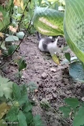 A kitten sits in the dirt among plants. The kitten is gray and white with dark markings on its face. It is looking directly at the camera. There are large green leaves behind the kitten. The ground is dirt with some small rocks. The video is timestamped 2026.08.07 08:51.