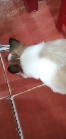 A small, fluffy dog with white and brown fur is on a red tiled floor. It is sniffing at something on the floor near a metal chair leg. The dog looks curious and is focused on the object. The background is blurry and suggests an indoor environment.