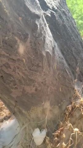 The video shows a close-up view of a tree trunk covered in a thick, white, web-like material. Numerous small, light-colored larvae are visible within the webbing. The tree bark is dark and textured. Some dried plant matter and what appears to be a white plastic bottle cap are present at the base of the tree. The background is blurred but suggests an outdoor, natural environment with some greenery. The camera pans slightly, focusing on the larvae and the webbing on the trunk.