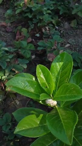 A snail is visible on a green leaf with water droplets on it. The snail is white and coiled. The background consists of more green leaves and dark soil. The lighting suggests it may be early morning or late evening due to the low angle of the sun.
