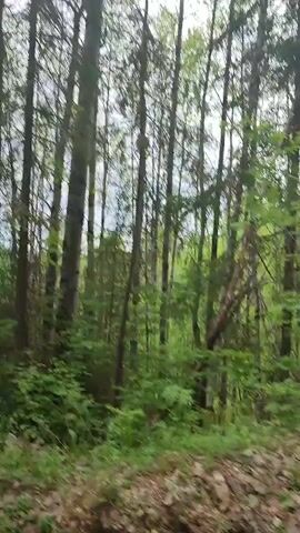 The video shows a view from inside a moving vehicle, looking out at a forest. Tall, thin trees with green foliage line the landscape. The undergrowth is also green, consisting of various shrubs and plants. The ground is covered with leaves and some bare patches of earth. The sky is overcast. The video is somewhat shaky, likely due to the movement of the vehicle. Electronic music plays in the background.