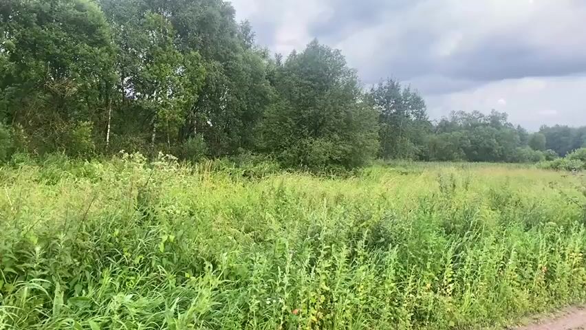 The video shows a panoramic view of a rural, natural landscape under a cloudy sky. The foreground features a dirt road on the right side, with tire tracks visible. To the left of the road is a field of tall, green grass and various plants, some of which appear to be wildflowers. The middle ground consists of more of this dense vegetation and a small, sparse bush. In the background, there is a thick forest bordering the field, with a variety of trees, both deciduous and coniferous. The sky is overcast with dark, heavy clouds, suggesting possible rain or a stormy weather pattern. The overall impression is one of an undeveloped, natural environment.