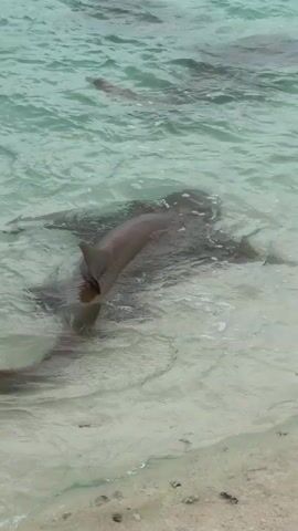 The video shows several nurse sharks swimming in shallow, clear water near a beach. Their bodies are visible beneath the surface as they glide through the water. A hand briefly enters the frame, partially obscuring one of the sharks. The environment consists of a sandy beach and calm turquoise-colored water.