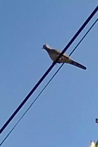 A bird is perched on a wire against a bright blue sky. Leaves of a tree are visible in the foreground.