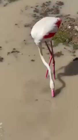 The video shows a flamingo standing in a shallow, muddy pool of water. The flamingo is white with red accents on its wings and pink legs. The flamingo has its head submerged in the water, presumably feeding. The water appears murky and contains some plant debris. The background is indistinct, but it appears to be a natural outdoor setting.