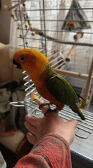 Pet parrot interacts with owner in Moscow home