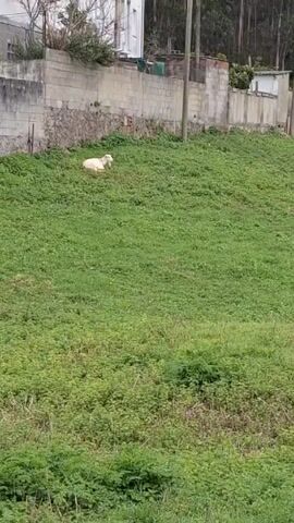 The video shows a grassy hill with several goats of different colors grazing. The goats are spread out across the hill, some lying down, some standing, and some eating. The hill is bordered by a concrete wall at the top and a dense patch of green vegetation at the bottom. Trees are visible in the background. The camera pans from left to right, revealing the entire scene. A voice can be heard in the background.