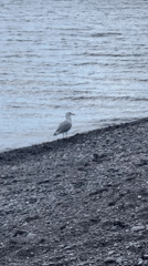 Pebble beach, open water, and shifting skies from multiple angles