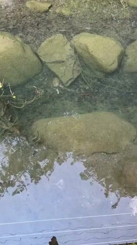A clear stream flows over rocks and a muddy bottom. Several small fish swim in the water. The stream appears to be shallow. Reflections of trees and vegetation are visible on the surface of the water.