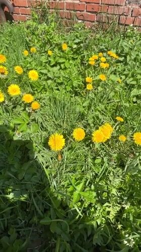 Spring morning documented in Cheboksary: dandelions, birds, sunny skies