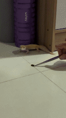 Leopard gecko feeding time on tiled floor in Vietnam