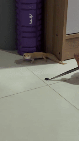 Leopard gecko feeding time on tiled floor in Vietnam