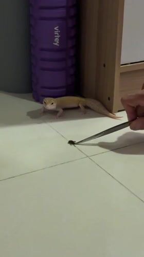 Leopard gecko feeding time on tiled floor in Vietnam