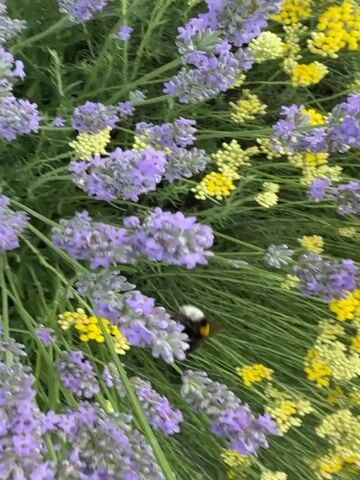 A close-up video shows a bumblebee collecting nectar from lavender flowers. The bee is mostly black with yellow stripes and is fuzzy. It is actively moving between the purple lavender blossoms, which are interspersed with small yellow flowers. The background is filled with green stems and leaves of the plants. The video is shot from a top-down perspective and is slightly blurry in some areas due to the bee's movement and the focus of the camera.