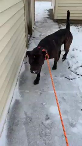 A dark brown, medium-sized dog is standing on a snow-covered sidewalk next to a light yellow siding wall. The dog has an orange collar and leash. There is snow on the dog's nose. The dog walks along the sidewalk, leaving footprints in the snow. The person holding the leash is not visible. The ground is covered in snow and ice. The weather appears to be cold.