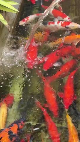 This video shows a close-up, top-down view of a group of koi fish swimming in a pond. Water is flowing into the pond from the upper right corner of the frame, creating ripples and bubbles on the surface. The koi are varied in color, with prominent red, orange, yellow, black, and white patterns. Some fish are more prominently displayed than others, with several red and orange fish swimming towards the center and bottom of the frame. A few white and red patterned koi are visible near the top of the frame. The water is green and murky, with some algae or plant matter visible on the pond's surface and bottom. The overall impression is a vibrant and active aquatic environment.