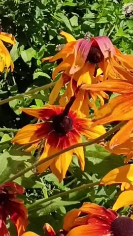 A close-up shot focuses on a cluster of rudbeckia flowers, also known as black-eyed susans. The flowers are predominantly orange and yellow, with some petals showing a deep red or burgundy hue near the dark brown centers. The petals are elongated and pointed, and many appear slightly wilted or drooping. Lush green foliage forms the background of the scene, suggesting an outdoor garden setting bathed in sunlight. In the upper right corner of the frame, a small, dark insect, likely a bee, is visible on one of the flowers. The overall impression is of a vibrant, natural scene, with a focus on the intricate details of the flowers and the subtle movement of the insect.