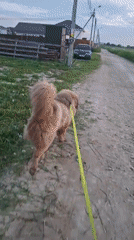 Evening dog walk and child's play documented in Russian village