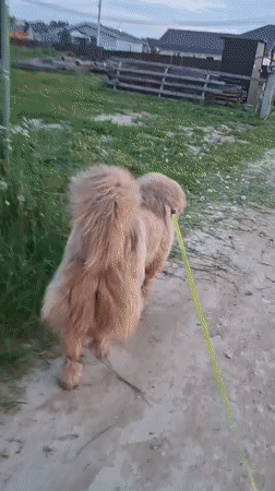Evening dog walk and child's play documented in Russian village