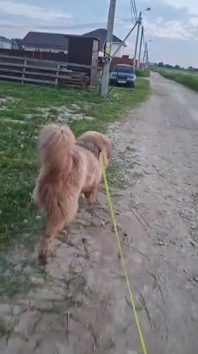 Evening dog walk and child's play documented in Russian village