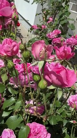 The video shows a close-up view of a bush with many pink roses in bloom. The roses are of various sizes and stages of bloom, with some fully open and others still in bud. The leaves of the bush are a deep green. The background is slightly blurred, but it appears to be an outdoor setting, possibly a garden, with hints of a building and a pathway. Sunlight is illuminating the flowers, highlighting their vibrant color and delicate petals. There are no people or animals visible in the video. The camera is focused on the roses, and the framing suggests a gentle sway of the branches, possibly due to a light breeze. The overall impression is one of natural beauty and abundance.