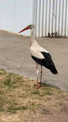 White stork roams a paved area in Ivanava, Belarus