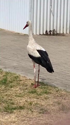 A white stork stands on a paved area next to a patch of dry grass. The stork is facing left, with its red beak pointed forward. It has black wings and long, thin red legs. Behind the stork is a white corrugated metal wall. The stork turns its head to the right and then walks away from the camera, with its shadow visible on the pavement.