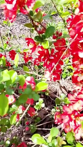 The camera focuses on a low-lying shrub covered in vibrant red flowers and bright green leaves. The shrub's branches are visible, intertwining with the flowers. The background consists of dry leaves and some green grass. The scene is brightly lit, suggesting a sunny day. The camera remains mostly static, providing a close-up view of the flowering shrub.