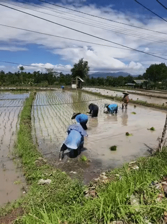 Farmers plant rice seedlings in Bagu Indonesia paddies