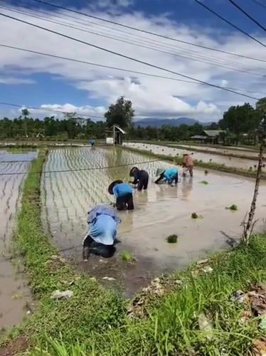 Farmers plant rice seedlings in Bagu Indonesia paddies